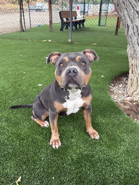 ALEXIS, a dog for adoption from Los Angeles County Animal Control - Castaic