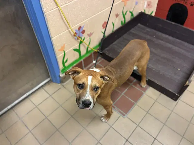 Jr - Pit Bull Terrier