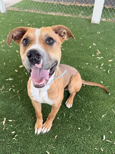 Jr - Pit Bull Terrier