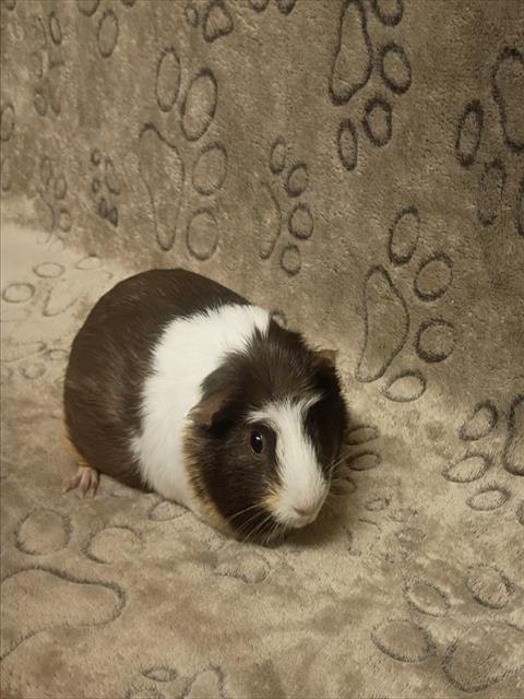 PRINCE