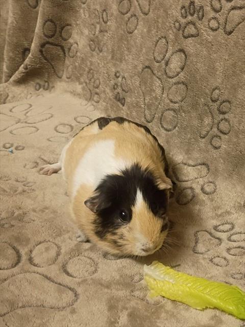 BAGUETTE