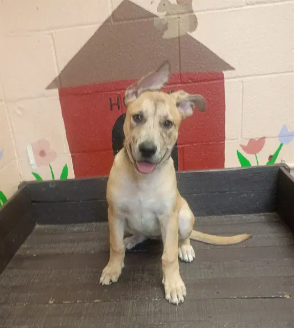 Blondie - German Shepherd Dog