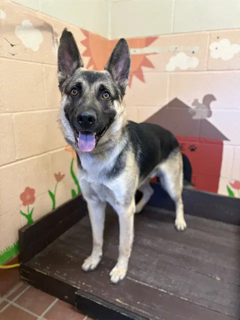 Blue - German Shepherd Dog