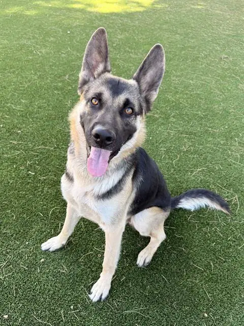 Blue - German Shepherd Dog