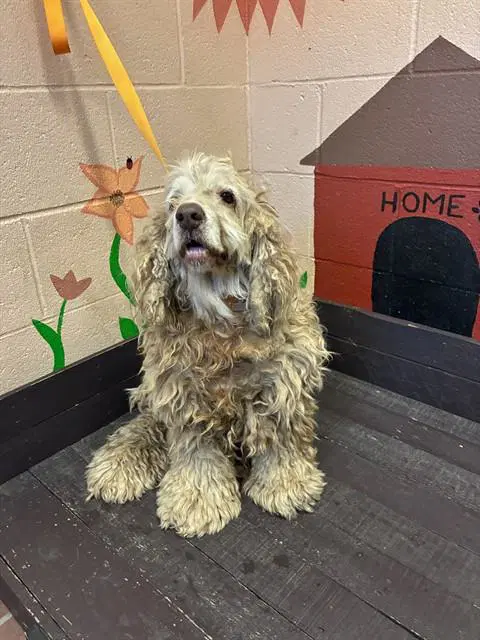 Echo - Cocker Spaniel