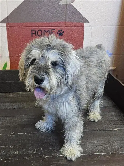 Myko - Miniature Schnauzer