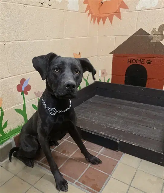 Belle - Pit Bull Terrier
