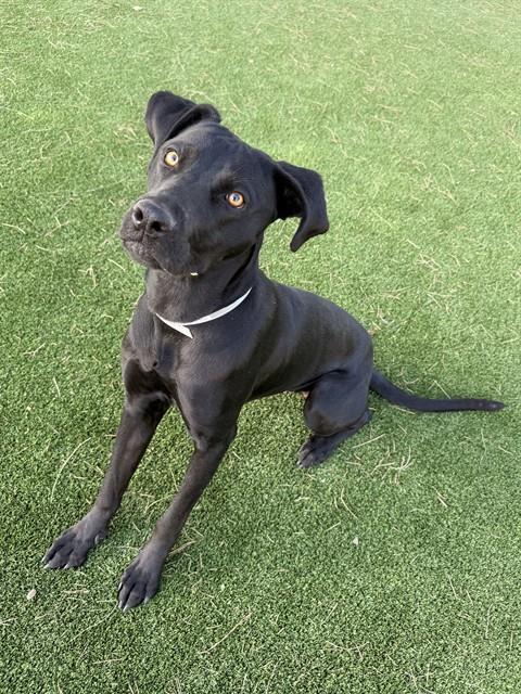Belle - Pit Bull Terrier
