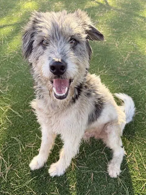 Pepper - Terrier