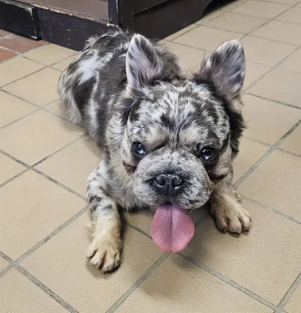 Quinn - French Bulldog