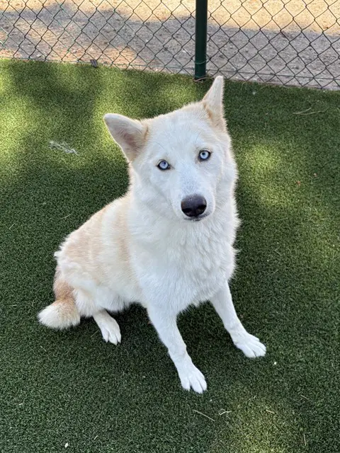 Allie - Pomeranian