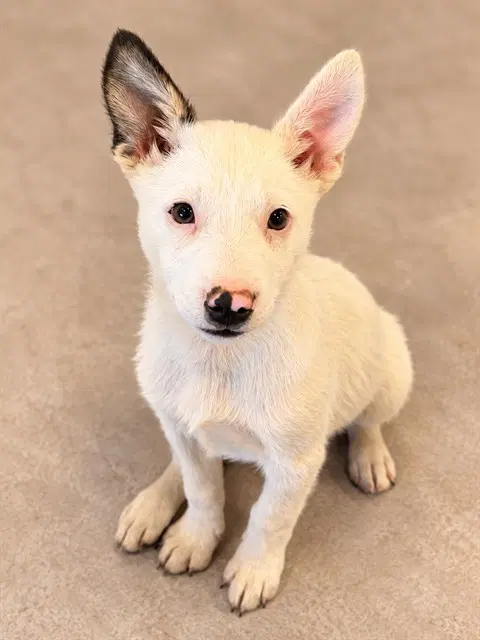Pinky - Australian Cattle Dog/Blue Heeler