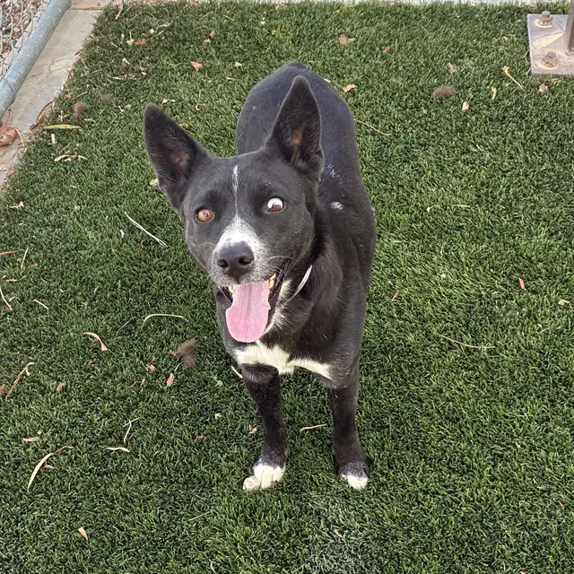 Sheera - Australian Cattle Dog/Blue Heeler