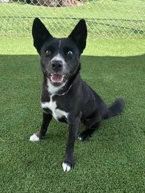 Sheera - Australian Cattle Dog/Blue Heeler