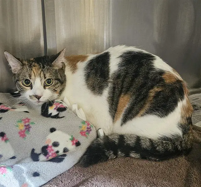 Monet - Domestic Short Hair