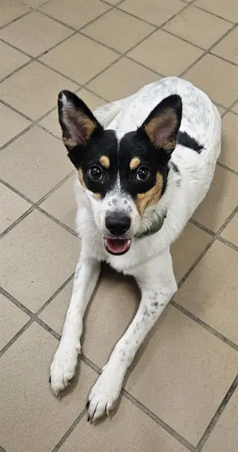 Oreo - Australian Cattle Dog/Blue Heeler
