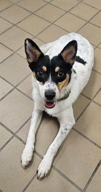 Oreo
