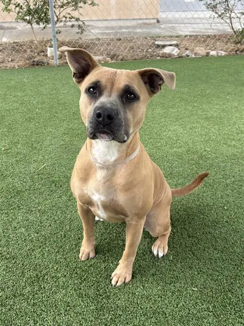 Lilo - Staffordshire Bull Terrier