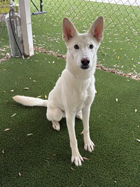 Humberto - German Shepherd Dog