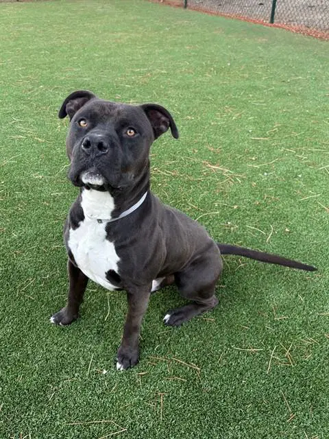 Jamie - Pit Bull Terrier