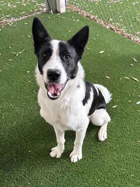 Phil - Border Collie