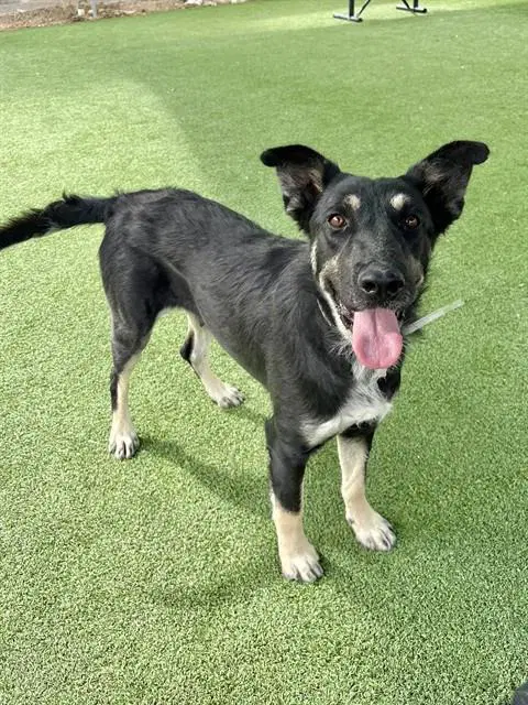 Vela - German Shepherd Dog