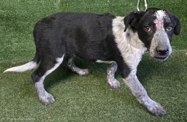 Pelucha - Border Collie
