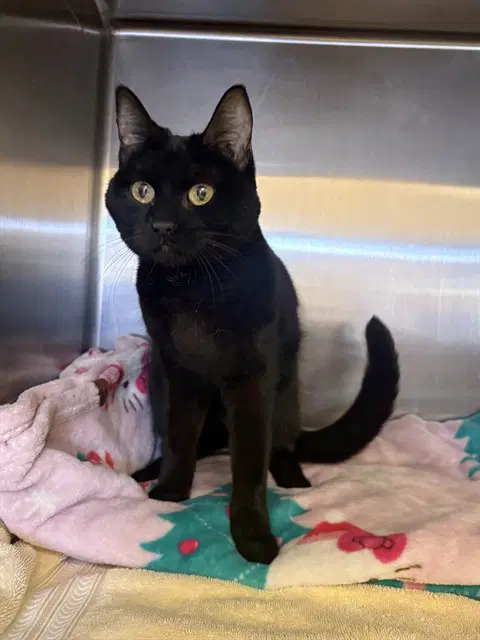 Moon - Domestic Short Hair