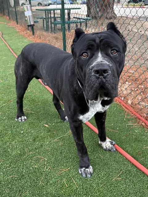 Big Squishy - Cane Corso Mastiff