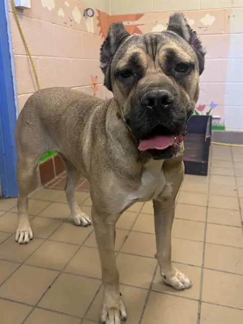 Lil Squishy - Cane Corso Mastiff