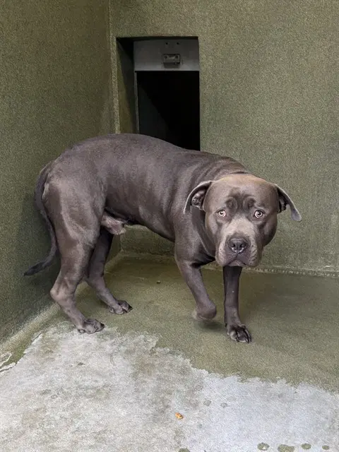 Beasley - Cane Corso Mastiff