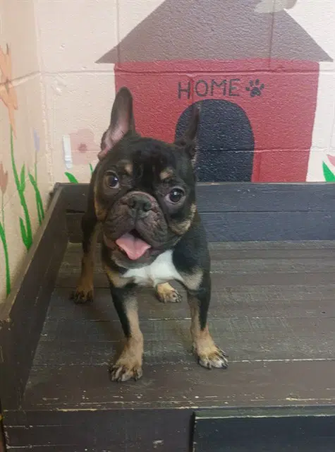 Uruka - French Bulldog