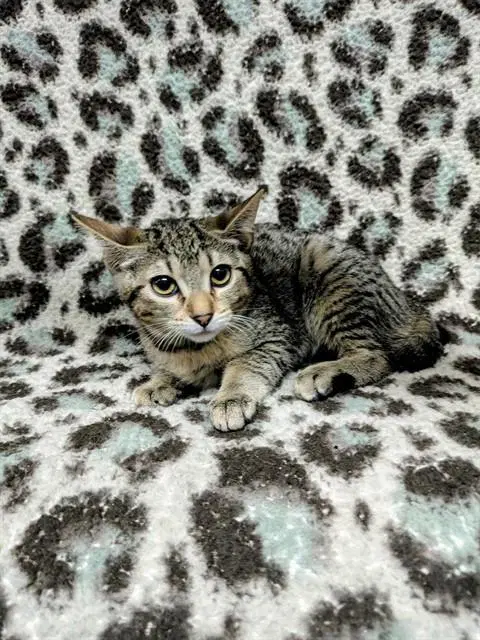 Heaven - Domestic Short Hair
