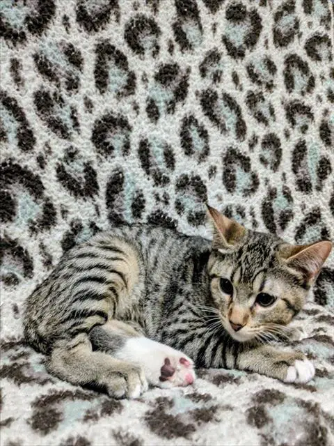 Angel - Domestic Short Hair