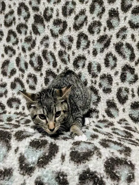 Rain - Domestic Short Hair