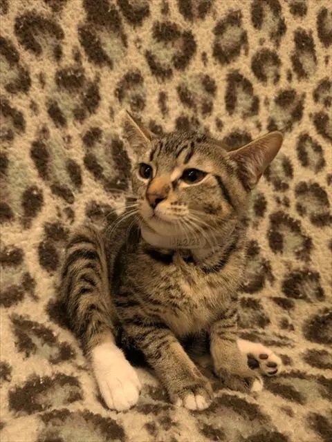 Halo - Domestic Short Hair