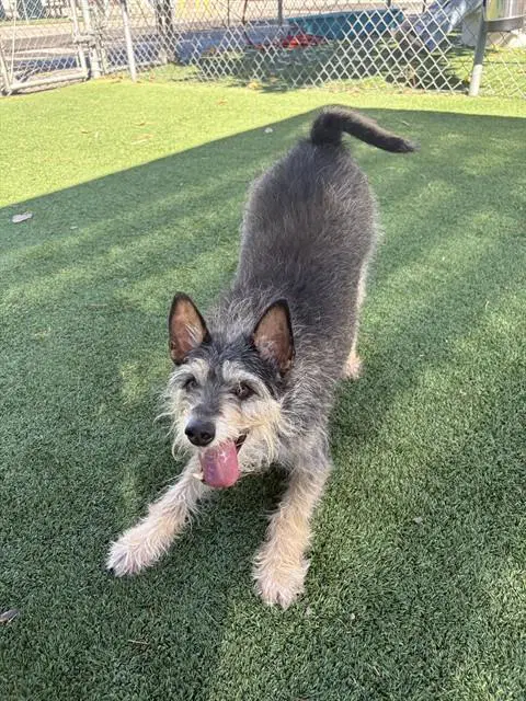 Ab - Chihuahua