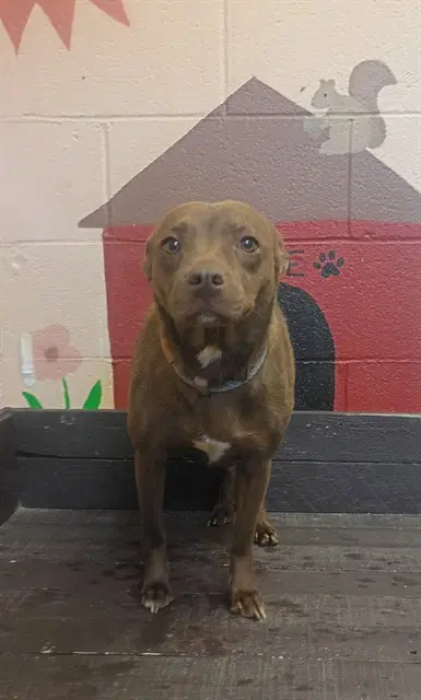 Quinn - Pit Bull Terrier
