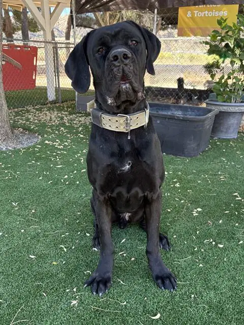Ban - Cane Corso Mastiff