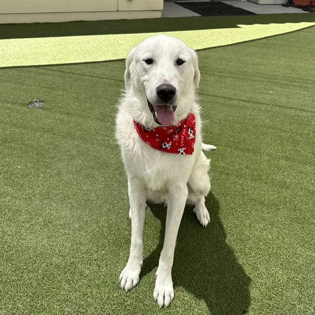 Duke - Great Pyrenees