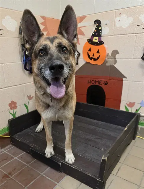 Brewster - German Shepherd Dog