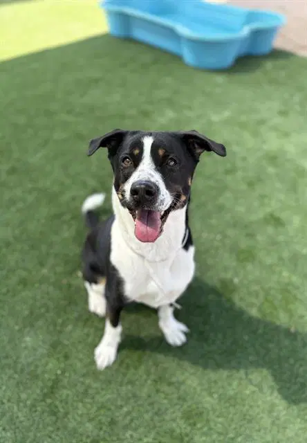 Millie - Border Collie