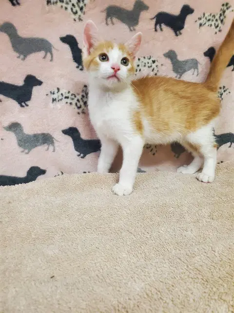 Hamilton - Domestic Short Hair