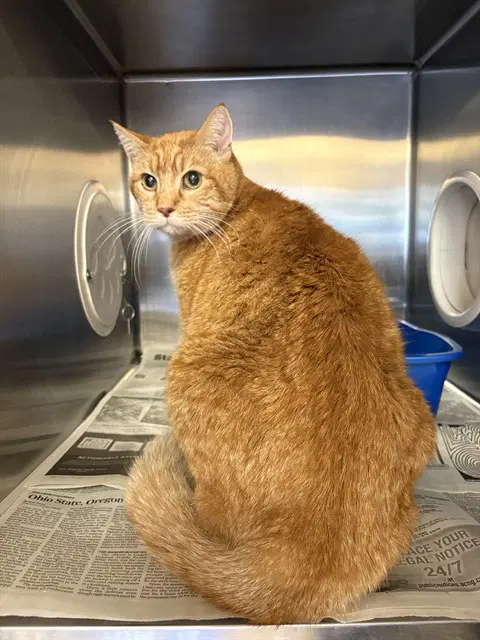 Orange - Domestic Short Hair