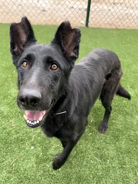 Sabrina - German Shepherd Dog