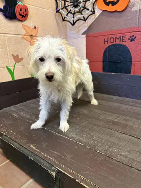 Coraline - Terrier