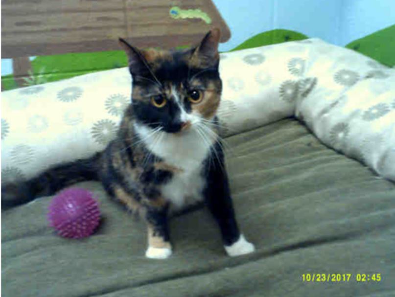 adoptable Cat in Agoura Hills, CA named Shelby