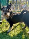 adoptable Dog in agoura hills, CA named PITUFO