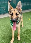 adoptable Dog in agoura hills, CA named LITTLE