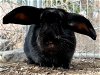 adoptable Rabbit in  named SNUGGLES